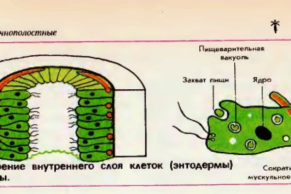 Что такое кракен тор