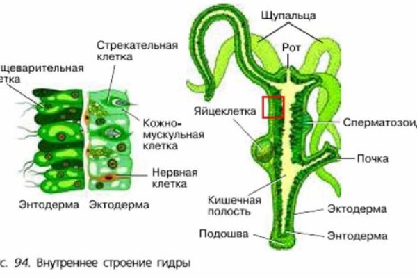 Кракен последние ссылки