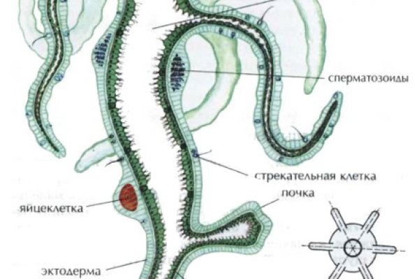 Не могу зайти в кракен