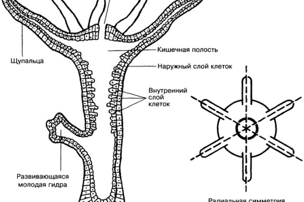 Как пополнять кракен тор