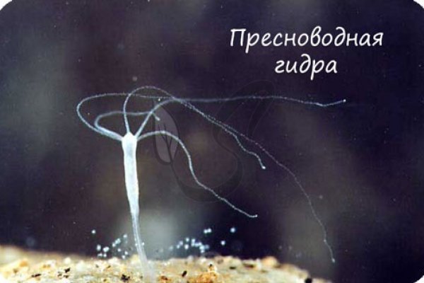 Кракен даркнет скачать